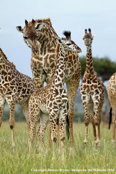 Masai Giraffe (adult with young)
