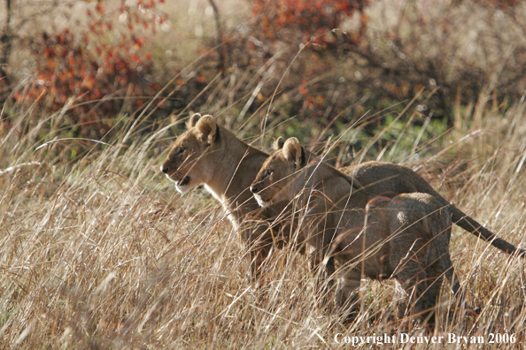 African lionesses 