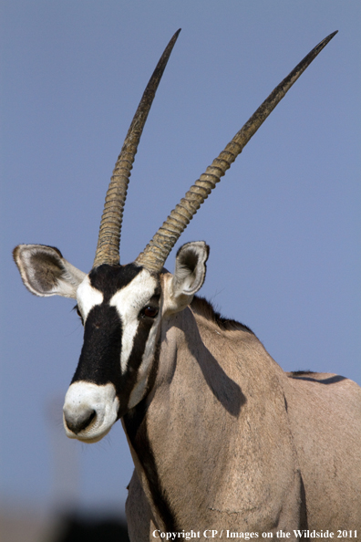 Oryx/Gemsbok in habitat. 
