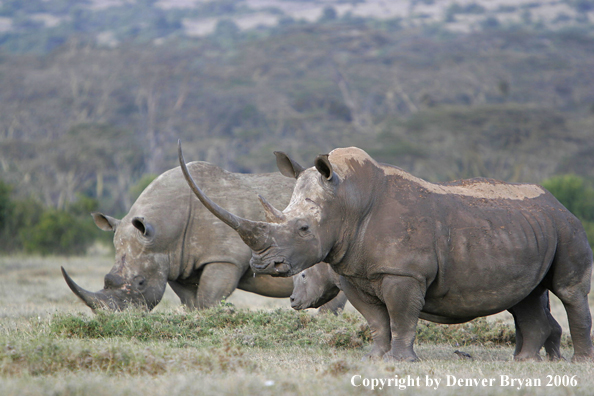 White African Rhinocerouses