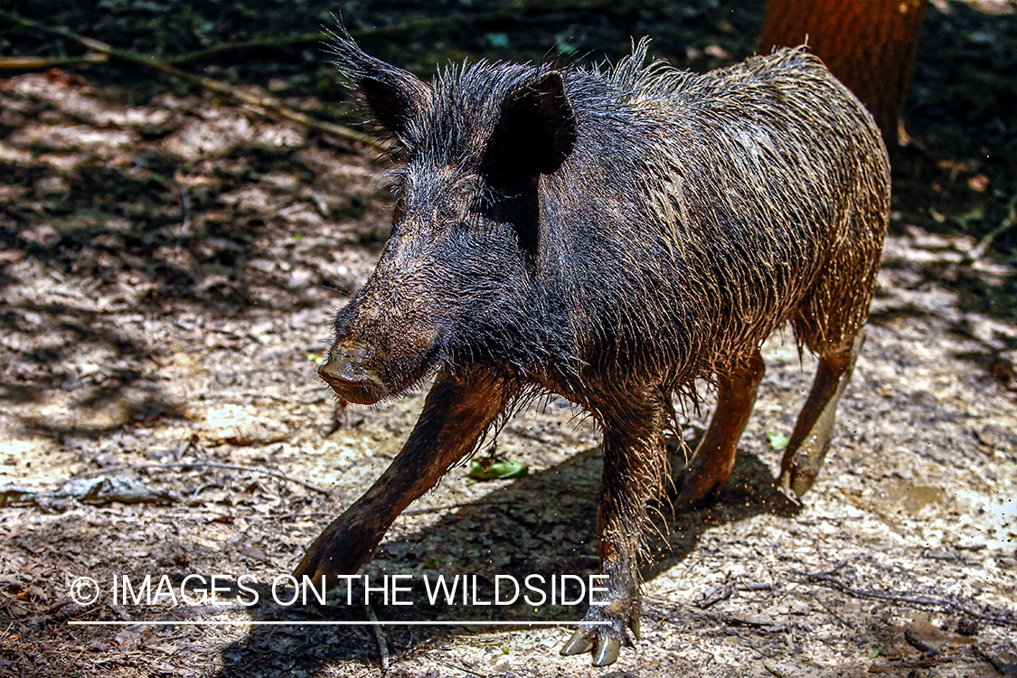 Feral hog in habitat.