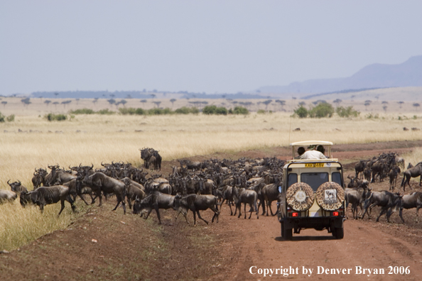 Wildebeast Migration Africa