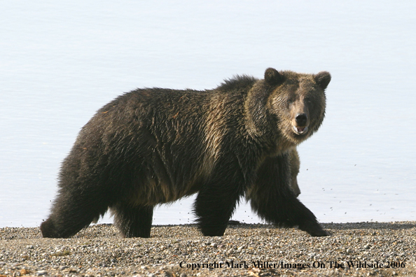 Grizzly bear in habitat.