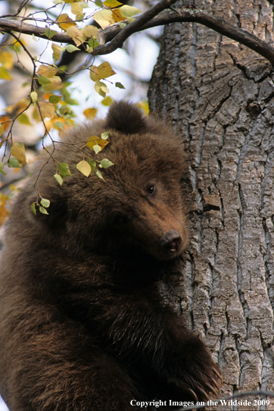Brown/Grizzly Bear in tree