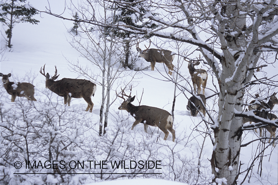 Herd of mule deer in winter.