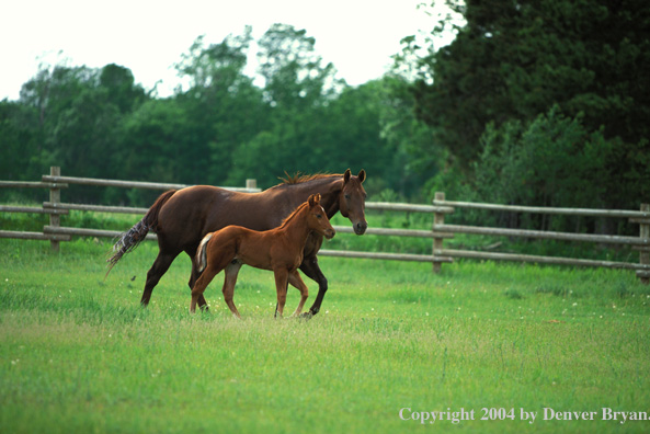 Quarter horse and foal in pasture.