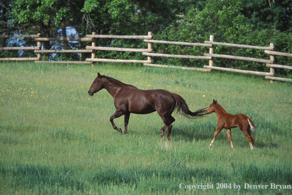 Quarter horse and foal in pasture.