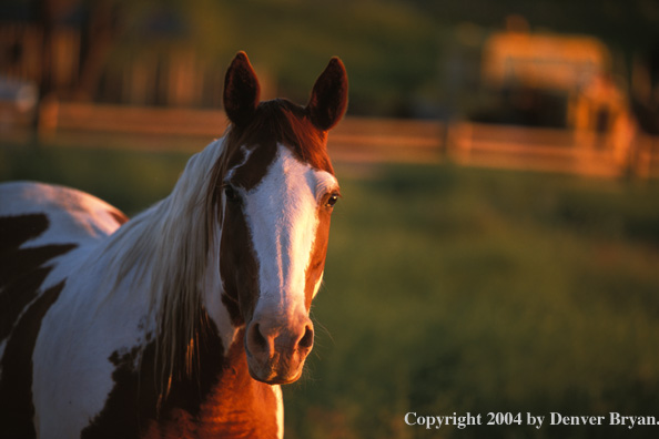 Paint horse in pasture. 