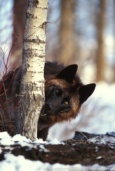 Gray wolf in winter habitat.