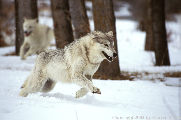 Gray wolves playing.