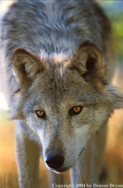 Gray wolf in habitat.