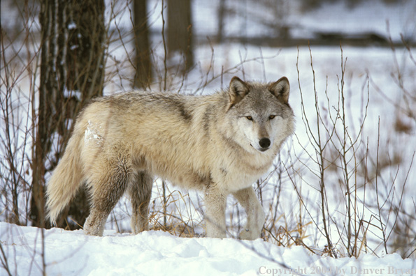 Gray wolf in winter habitat.