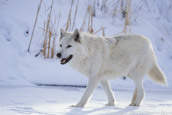 Gray wolf in winter habitat.