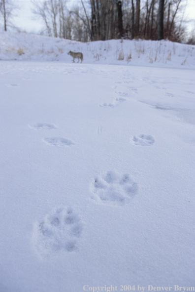 Gray wolf in winter habitat.