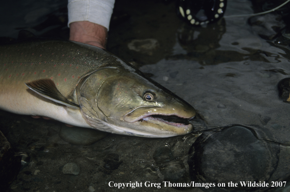 Bull Trout