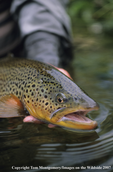 Brown Trout