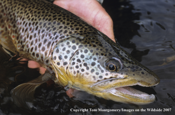 Brown Trout
