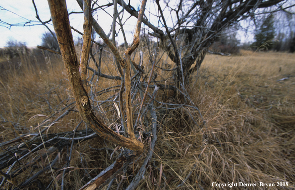 White-tailed deer scrapes