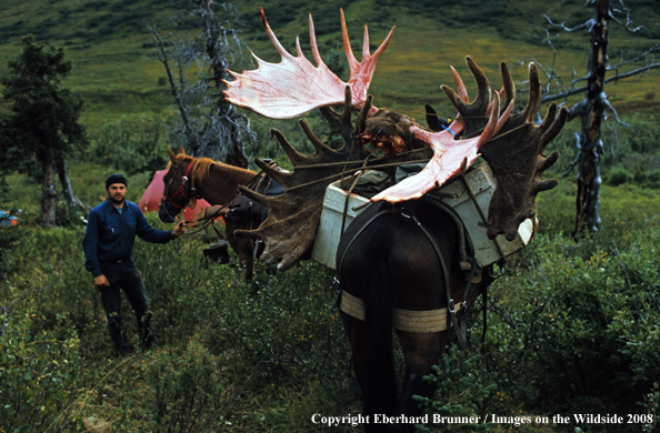Moose Hunter with Racks atop pack horse