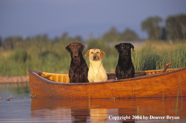 Chocolate, yellow, and black Labrador Retrievers in canoe