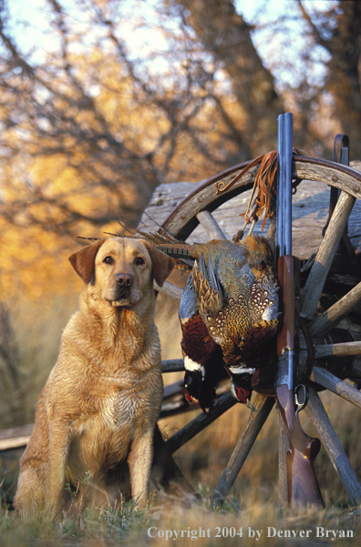 Yellow Labrador Retriever with pheasants