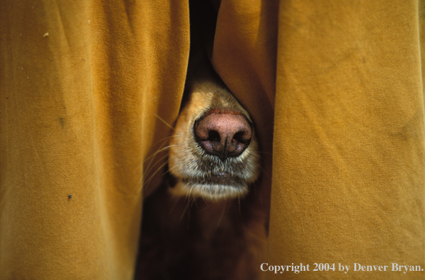 Golden Retriever looking from behind hunter.
