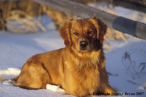 Golden Retriever laying in snow.