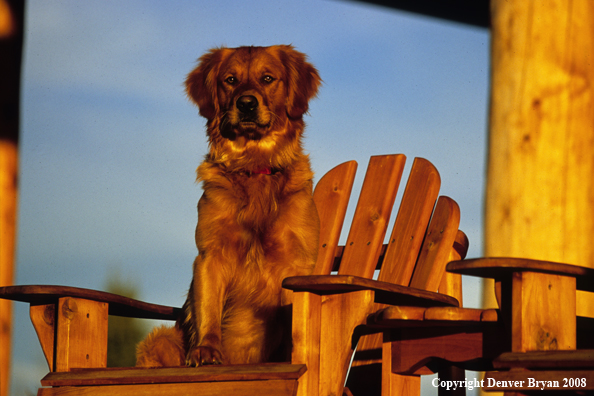 Golden Retriever in wooden chair