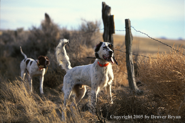 English Pointer and English Setter in field.