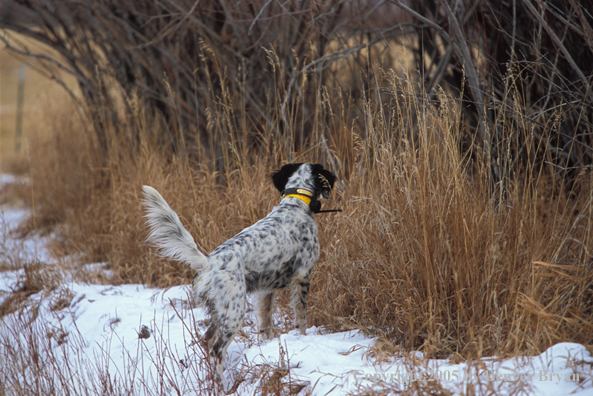 English Setter on point.