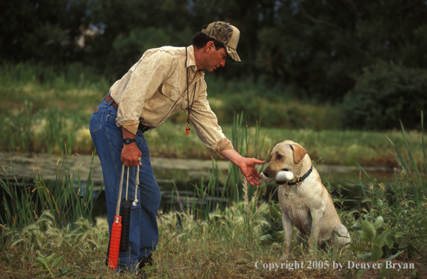 Trainer taking dummy from yellow Labrador Retriever.