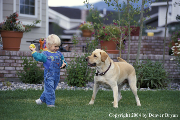 Child playing with yellow Labrador Retriever