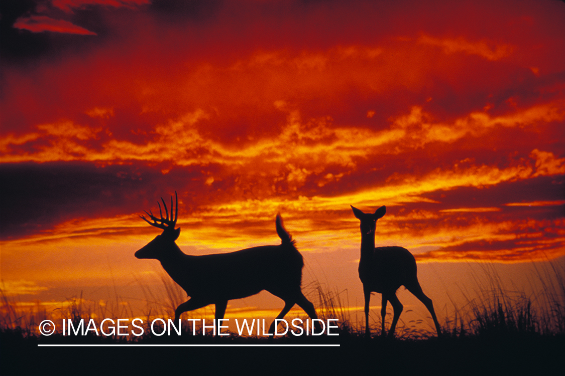 Whitetailed buck with doe at sunrise/sunset.