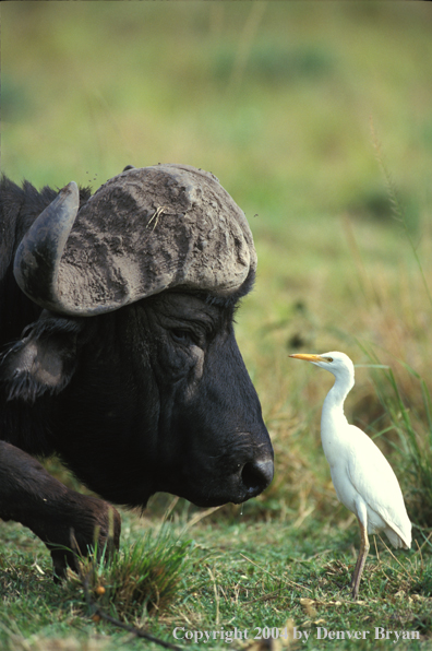 Cape Buffalo and Egret.