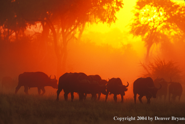 Herd of Cape Buffalo in habitat.