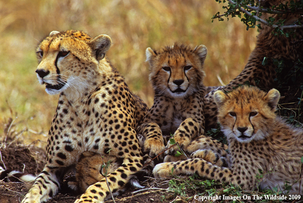 Cheetah with her Young