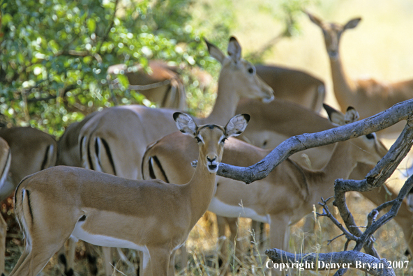 African Impala does