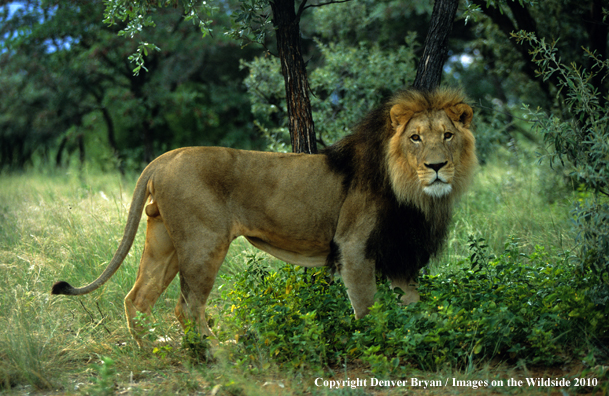 African Lion in habitat.