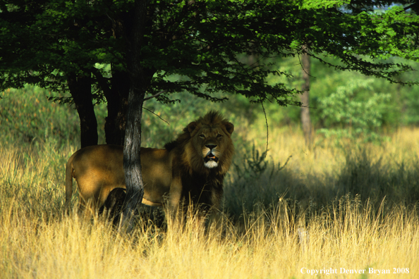 African lion