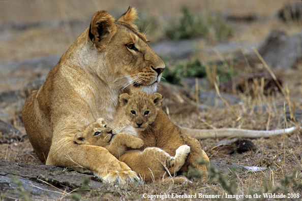 African Lion