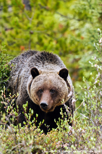 Grizzly Bear in habitat.