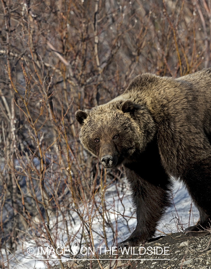 Grizzly Bear in Alaskan habitat.