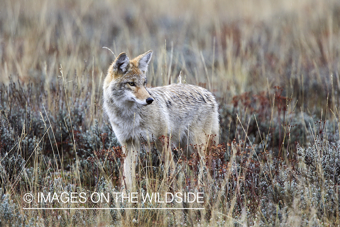 Coyote in habitat.