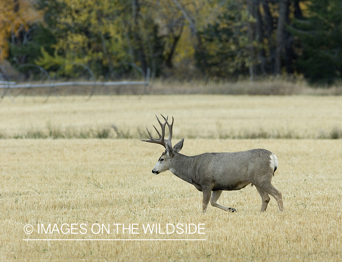 Mule deer in stubble field.