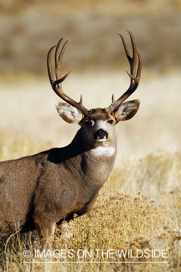 Mule deer 