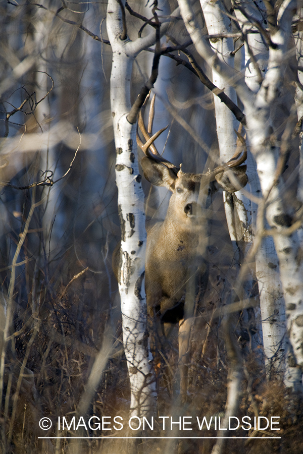 Mule deer 