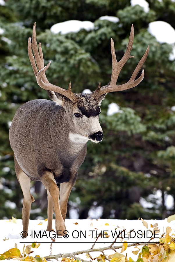 Mule deer 