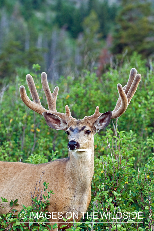 Mule Buck in Velvet 