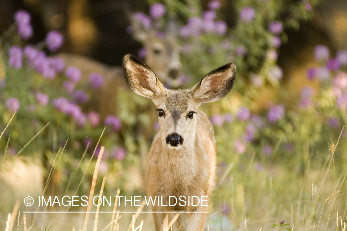 Mule Deer fawn