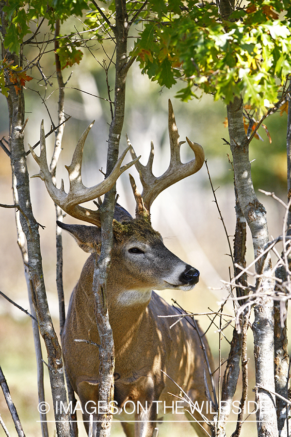 Whitetail buck rubbing antlers on tree.